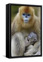 Golden snub-nosed monkey female with very young baby, Foping Nature Reserve, Shaanxi, China-Staffan Widstrand/Wild Wonders of China-Framed Stretched Canvas
