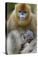 Golden snub-nosed monkey female with very young baby, Foping Nature Reserve, Shaanxi, China-Staffan Widstrand/Wild Wonders of China-Stretched Canvas