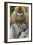 Golden snub-nosed monkey female with very young baby, Foping Nature Reserve, Shaanxi, China-Staffan Widstrand/Wild Wonders of China-Framed Photographic Print