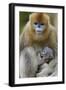 Golden snub-nosed monkey female with very young baby, Foping Nature Reserve, Shaanxi, China-Staffan Widstrand/Wild Wonders of China-Framed Photographic Print