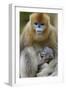 Golden snub-nosed monkey female with very young baby, Foping Nature Reserve, Shaanxi, China-Staffan Widstrand/Wild Wonders of China-Framed Photographic Print