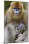 Golden snub-nosed monkey female with very young baby, Foping Nature Reserve, Shaanxi, China-Staffan Widstrand/Wild Wonders of China-Mounted Photographic Print