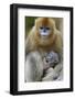 Golden snub-nosed monkey female with very young baby, Foping Nature Reserve, Shaanxi, China-Staffan Widstrand/Wild Wonders of China-Framed Photographic Print