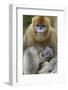 Golden snub-nosed monkey female with very young baby, Foping Nature Reserve, Shaanxi, China-Staffan Widstrand/Wild Wonders of China-Framed Photographic Print