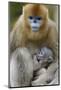 Golden snub-nosed monkey female with very young baby, Foping Nature Reserve, Shaanxi, China-Staffan Widstrand/Wild Wonders of China-Mounted Photographic Print