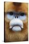 Golden Snub-Nosed Monkey (Rhinopithecus Roxellana Qinlingensis) Adult Male Portrait-Florian Möllers-Stretched Canvas
