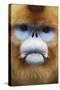 Golden Snub-Nosed Monkey (Rhinopithecus Roxellana Qinlingensis) Adult Male Portrait-Florian Möllers-Stretched Canvas