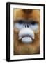 Golden Snub-Nosed Monkey (Rhinopithecus Roxellana Qinlingensis) Adult Male Portrait-Florian Möllers-Framed Photographic Print