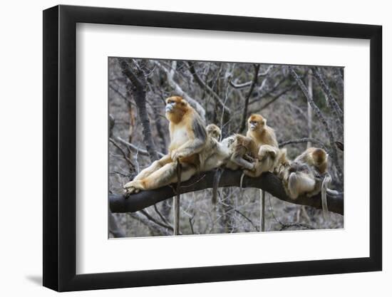 Golden Snub-Nosed Monkey (Rhinopithecus Roxellana Qinlingensis) Family Group-Florian Möllers-Framed Photographic Print