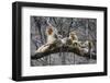 Golden Snub-Nosed Monkey (Rhinopithecus Roxellana Qinlingensis) Family Group-Florian Möllers-Framed Photographic Print