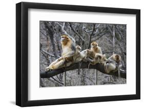Golden Snub-Nosed Monkey (Rhinopithecus Roxellana Qinlingensis) Family Group-Florian Möllers-Framed Photographic Print
