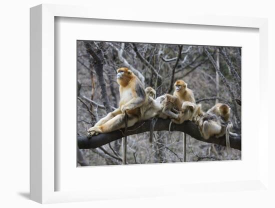 Golden Snub-Nosed Monkey (Rhinopithecus Roxellana Qinlingensis) Family Group-Florian Möllers-Framed Photographic Print