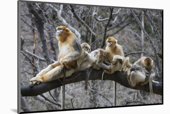 Golden Snub-Nosed Monkey (Rhinopithecus Roxellana Qinlingensis) Family Group-Florian Möllers-Mounted Photographic Print