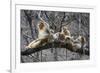 Golden Snub-Nosed Monkey (Rhinopithecus Roxellana Qinlingensis) Family Group-Florian Möllers-Framed Photographic Print