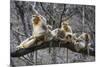 Golden Snub-Nosed Monkey (Rhinopithecus Roxellana Qinlingensis) Family Group-Florian Möllers-Mounted Photographic Print