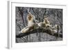 Golden Snub-Nosed Monkey (Rhinopithecus Roxellana Qinlingensis) Family Group-Florian Möllers-Framed Photographic Print