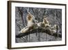 Golden Snub-Nosed Monkey (Rhinopithecus Roxellana Qinlingensis) Family Group-Florian Möllers-Framed Photographic Print