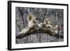 Golden Snub-Nosed Monkey (Rhinopithecus Roxellana Qinlingensis) Family Group-Florian Möllers-Framed Photographic Print