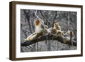 Golden Snub-Nosed Monkey (Rhinopithecus Roxellana Qinlingensis) Family Group-Florian Möllers-Framed Photographic Print