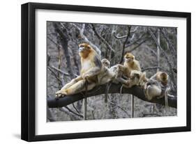 Golden Snub-Nosed Monkey (Rhinopithecus Roxellana Qinlingensis) Family Group-Florian Möllers-Framed Photographic Print