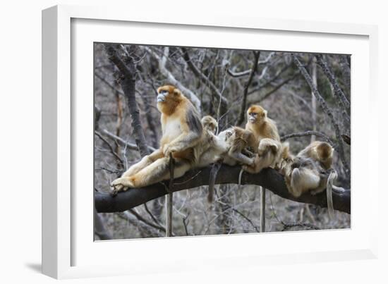 Golden Snub-Nosed Monkey (Rhinopithecus Roxellana Qinlingensis) Family Group-Florian Möllers-Framed Photographic Print