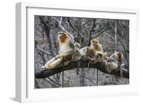 Golden Snub-Nosed Monkey (Rhinopithecus Roxellana Qinlingensis) Family Group-Florian Möllers-Framed Photographic Print