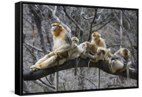 Golden Snub-Nosed Monkey (Rhinopithecus Roxellana Qinlingensis) Family Group-Florian Möllers-Framed Stretched Canvas