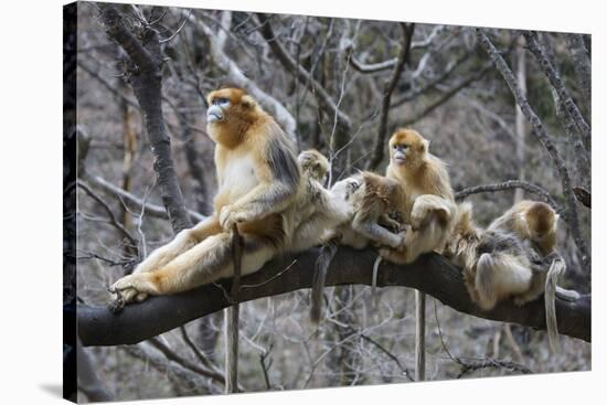 Golden Snub-Nosed Monkey (Rhinopithecus Roxellana Qinlingensis) Family Group-Florian Möllers-Stretched Canvas