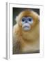 Golden Snub-Nosed Monkey (Rhinopithecus Roxellana Qinlingensis) Portrait-Florian Möllers-Framed Photographic Print