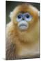 Golden Snub-Nosed Monkey (Rhinopithecus Roxellana Qinlingensis) Portrait-Florian Möllers-Mounted Photographic Print