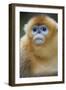 Golden Snub-Nosed Monkey (Rhinopithecus Roxellana Qinlingensis) Portrait-Florian Möllers-Framed Photographic Print