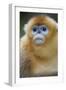 Golden Snub-Nosed Monkey (Rhinopithecus Roxellana Qinlingensis) Portrait-Florian Möllers-Framed Photographic Print