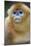 Golden Snub-Nosed Monkey (Rhinopithecus Roxellana Qinlingensis) Portrait-Florian Möllers-Mounted Photographic Print