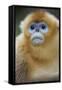Golden Snub-Nosed Monkey (Rhinopithecus Roxellana Qinlingensis) Portrait-Florian Möllers-Framed Stretched Canvas