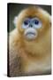 Golden Snub-Nosed Monkey (Rhinopithecus Roxellana Qinlingensis) Portrait-Florian Möllers-Stretched Canvas