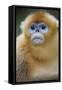 Golden Snub-Nosed Monkey (Rhinopithecus Roxellana Qinlingensis) Portrait-Florian Möllers-Framed Stretched Canvas