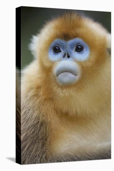 Golden Snub-Nosed Monkey (Rhinopithecus Roxellana Qinlingensis) Portrait-Florian Möllers-Stretched Canvas