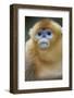 Golden Snub-Nosed Monkey (Rhinopithecus Roxellana Qinlingensis) Portrait-Florian Möllers-Framed Photographic Print