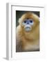 Golden Snub-Nosed Monkey (Rhinopithecus Roxellana Qinlingensis) Portrait-Florian Möllers-Framed Photographic Print