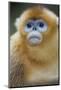 Golden Snub-Nosed Monkey (Rhinopithecus Roxellana Qinlingensis) Portrait-Florian Möllers-Mounted Photographic Print