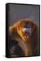 Golden Snub-Nosed Monkey Snarling-DLILLC-Framed Stretched Canvas