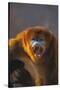 Golden Snub-Nosed Monkey Snarling-DLILLC-Stretched Canvas