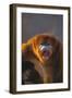 Golden Snub-Nosed Monkey Snarling-DLILLC-Framed Photographic Print