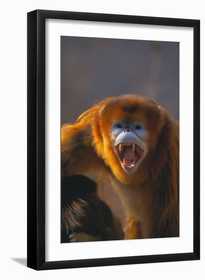 Golden Snub-Nosed Monkey Snarling-DLILLC-Framed Photographic Print