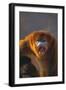 Golden Snub-Nosed Monkey Snarling-DLILLC-Framed Photographic Print