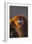 Golden Snub-Nosed Monkey Snarling-DLILLC-Framed Photographic Print