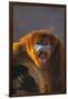 Golden Snub-Nosed Monkey Snarling-DLILLC-Framed Photographic Print