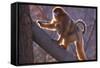 Golden Snub-Nosed Monkey with Baby Climbing Tree-DLILLC-Framed Stretched Canvas