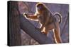 Golden Snub-Nosed Monkey with Baby Climbing Tree-DLILLC-Stretched Canvas