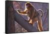 Golden Snub-Nosed Monkey with Baby Climbing Tree-DLILLC-Framed Stretched Canvas